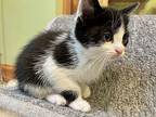 Adorabella Domestic Shorthair Kitten Female