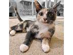 Blossom Domestic Shorthair Young Female