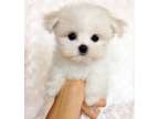 IHDM Teacup Maltese Puppies Available