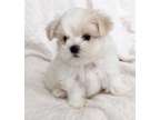 POBD Teacup Maltese Puppies Available