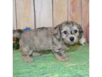 Mutt Puppy for sale in Lake Benton, MN, USA