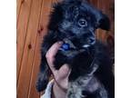 Malchi Puppy for sale in Woburn, MA, USA