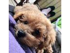 Poodle (Toy) Puppy for sale in New Concord, OH, USA