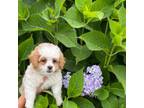 Shih-Poo Puppy for sale in Loogootee, IN, USA