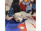 Bichon Frise Puppy for sale in Falcon, MO, USA