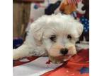 Maltese Puppy for sale in Falcon, MO, USA