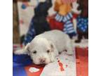 Maltipoo Puppy for sale in Falcon, MO, USA