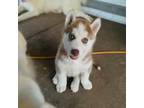 Siberian Husky Puppy for sale in Thomasville, NC, USA