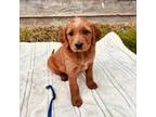 Golden Retriever Puppy for sale in Ogden, UT, USA