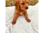 Golden Retriever Puppy for sale in Ogden, UT, USA
