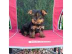 Yorkshire Terrier Puppy for sale in Spencerville, IN, USA