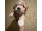 Poodle (Toy) Puppy for sale in Chowchilla, CA, USA