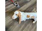 Basset Hound Puppy for sale in Eugene, OR, USA