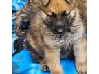 German Shepherd Dog Puppy for sale in Beckley, WV, USA