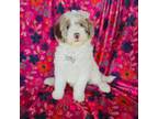 Mutt Puppy for sale in Hardin, KY, USA