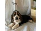 Basset Hound Puppy for sale in Le Roy, MN, USA