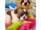 Shih Tzu Puppy for sale in Mobile, AL, USA
