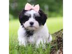 Zuchon Puppy for sale in Fresno, OH, USA