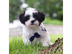 Zuchon Puppy for sale in Fresno, OH, USA