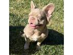 French Bulldog Puppy for sale in Sacramento, CA, USA
