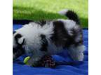 Shetland Sheepdog Puppy for sale in Mentone, IN, USA