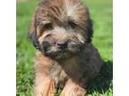 Soft Coated Wheaten Terrier Puppy for sale in Los Angeles, CA, USA