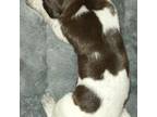 German Shorthaired Pointer Puppy for sale in Dalton, WI, USA