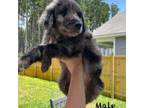 Aussiedoodle Puppy for sale in Summerville, SC, USA