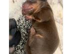Dachshund Puppy for sale in Waterloo, IA, USA