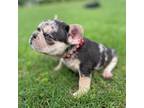 French Bulldog Puppy for sale in Montgomery, TX, USA