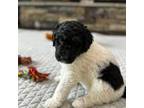 Saint Berdoodle Puppy for sale in Warrenton, MO, USA
