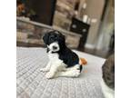 Saint Berdoodle Puppy for sale in Warrenton, MO, USA