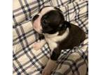 Boston Terrier Puppy for sale in Lewisburg, WV, USA