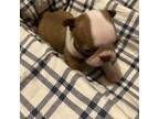 Boston Terrier Puppy for sale in Lewisburg, WV, USA