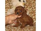 Maltipoo Puppy for sale in Sunman, IN, USA