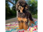 Poodle (Toy) Puppy for sale in Greenfield, NH, USA