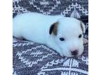 Parson Russell Terrier Puppy for sale in Athens, GA, USA