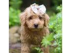 Mutt Puppy for sale in Baltic, OH, USA