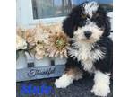 Mutt Puppy for sale in Essex, MD, USA