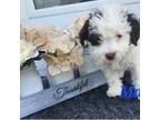Mutt Puppy for sale in Essex, MD, USA