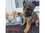 German Shepherd Dog Puppy for sale in Essex, MD, USA