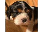 Cavalier King Charles Spaniel Puppy for sale in Frankenmuth, MI, USA