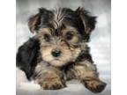 Yorkshire Terrier Puppy for sale in Clover, VA, USA