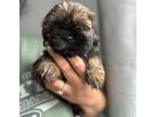Shih Tzu Puppy for sale in Columbia, NJ, USA