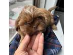 Shih Tzu Puppy for sale in Columbia, NJ, USA