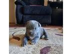 American Pit Bull Terrier Puppy for sale in Hinkley, CA, USA