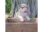 Bulldog Puppy for sale in Bainbridge, NY, USA