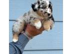 Australian Shepherd Puppy for sale in Ogallala, NE, USA