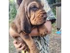 Bloodhound Puppy for sale in Cross City, FL, USA