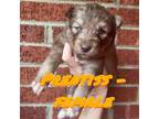 Siberian Husky Puppy for sale in Rogersville, TN, USA